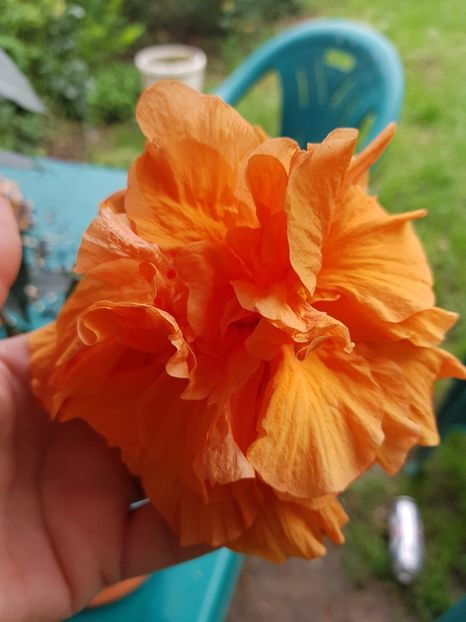  - 1-2 HIBISCUS