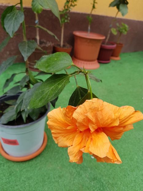  - 1-2 HIBISCUS