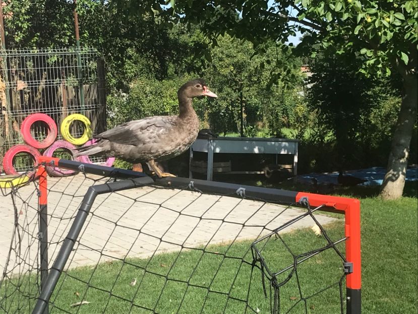  - Tineret rate lesesti 2019