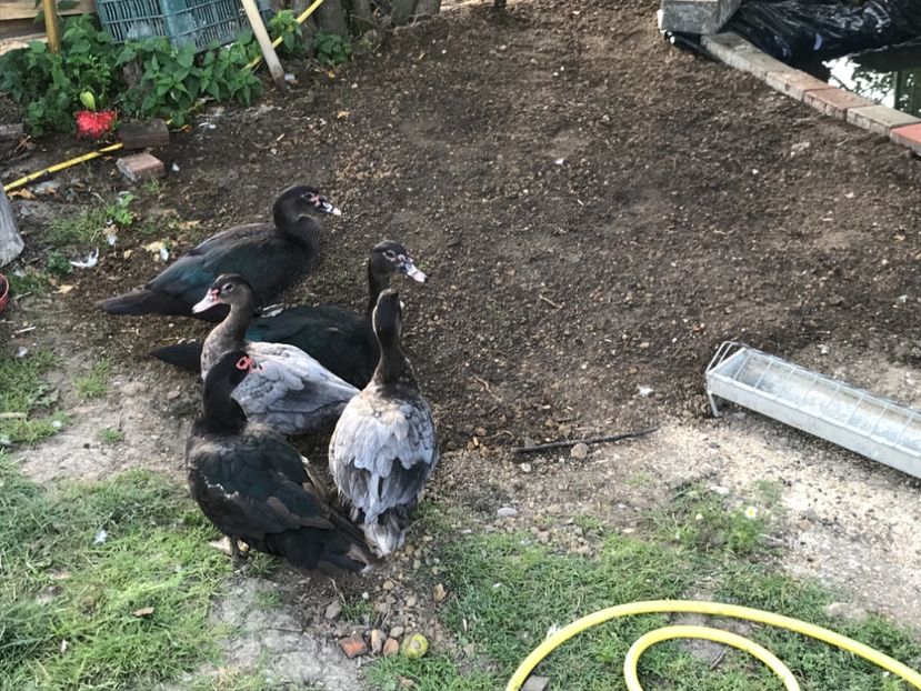  - Tineret rate lesesti 2019