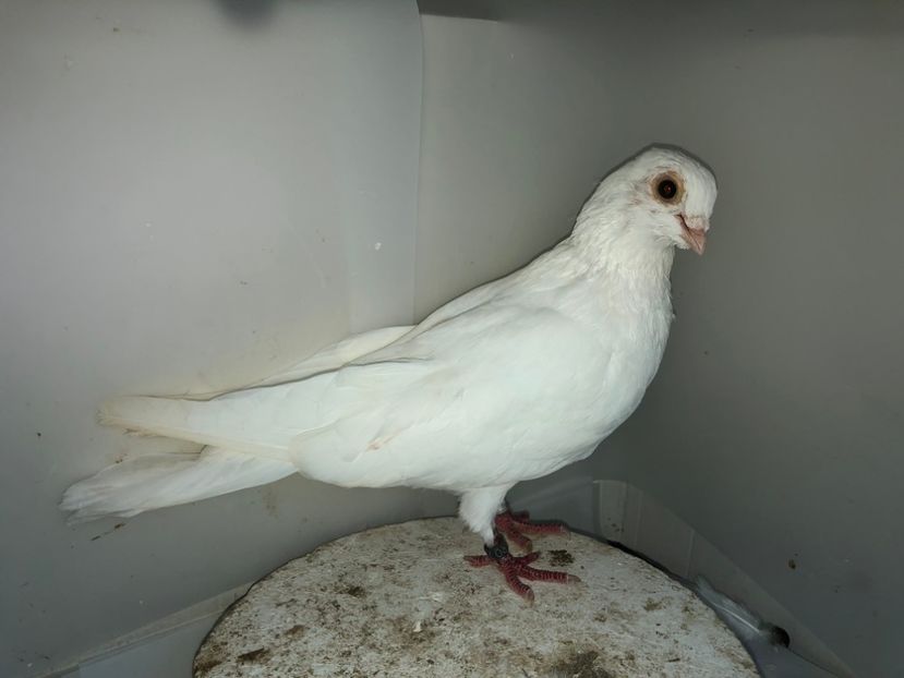 4945  mascul  2014 - Plecați ALBUM 2