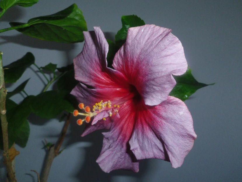 IMGP2700 - 2013 Hibiscus