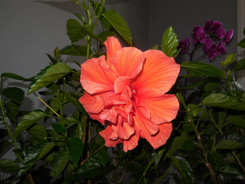  - 2013 Hibiscus