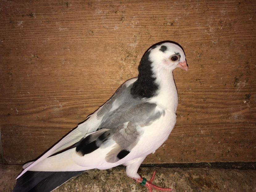 7062  femelă  2019 - Plecați ALBUM 2