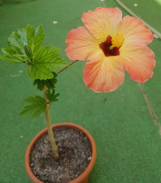  - 1-2 HIBISCUS