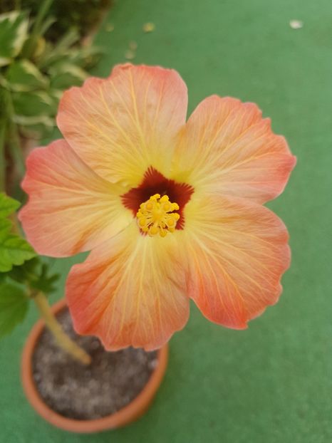  - 1-2 HIBISCUS