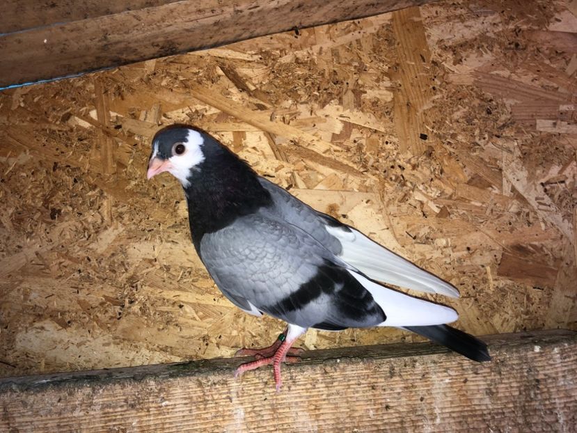 7093  mascul  2019 - Plecați ALBUM 2