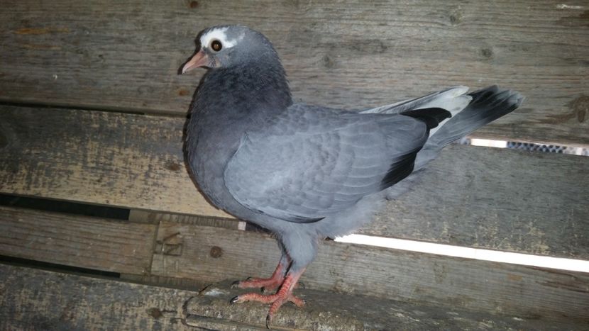  - pui tobosari arabi