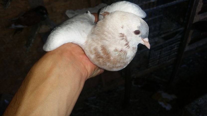  - pui tobosari arabi