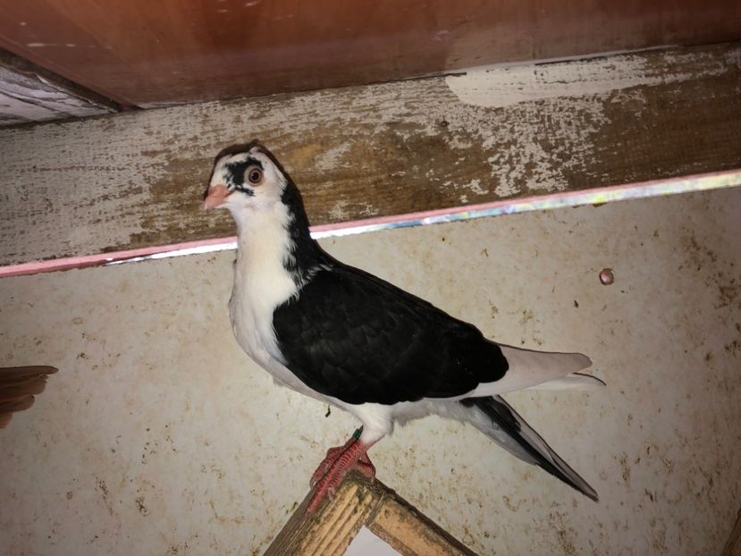 7038  femelă  2019 - Plecați ALBUM 2