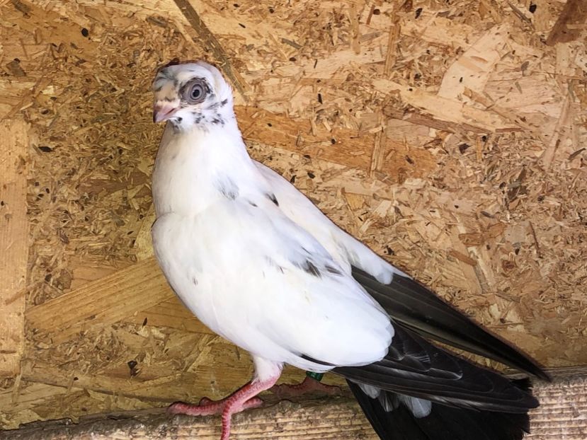 7011  mascul  2019_2 - pui 2019 BM