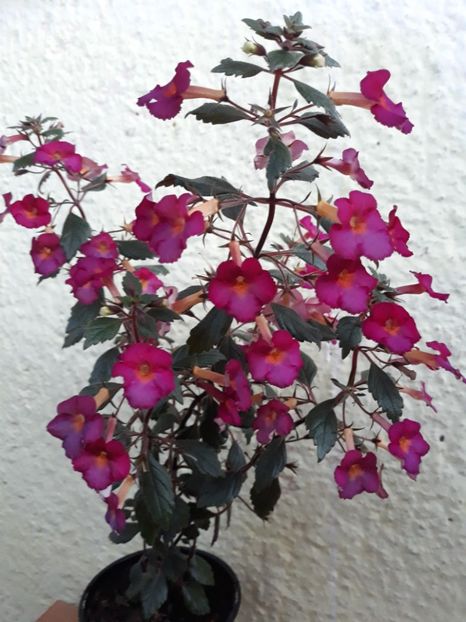  - 0001 2022 - Chancey Marie xA