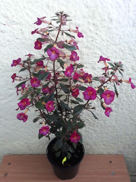  - 0001 2022 - Chancey Marie xA