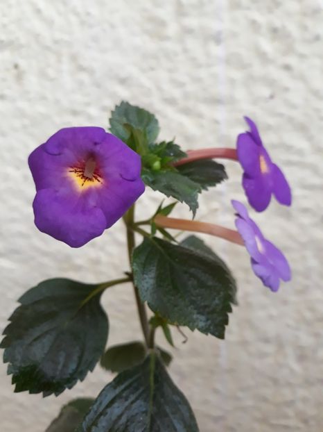  - R19 - RF s Skinerii