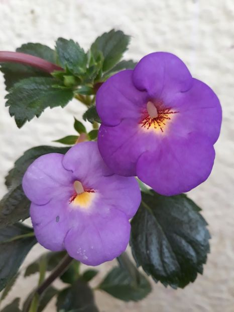  - R19 - RF s Skinerii