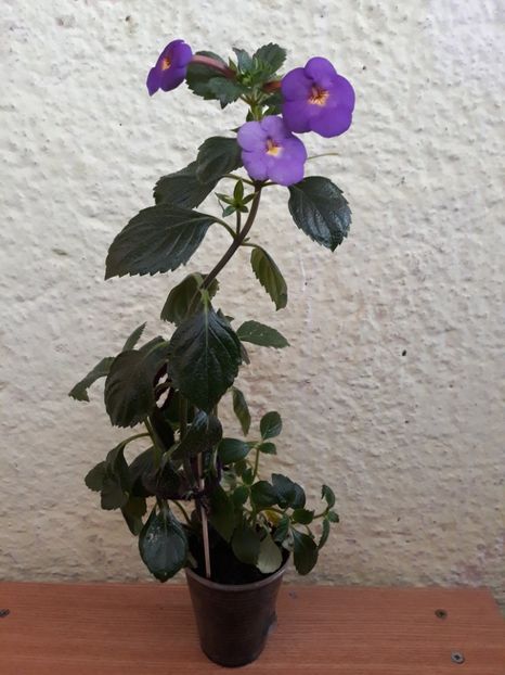  - R19 - RF s Skinerii