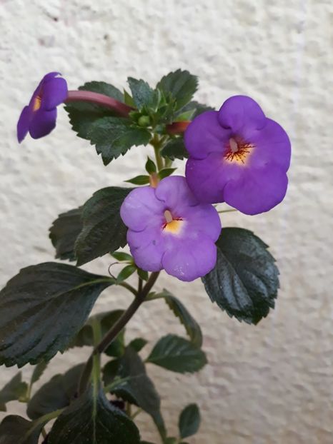  - R19 - RF s Skinerii