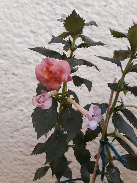 Floricioiul - 0001 2022 - Amelia Vitorino