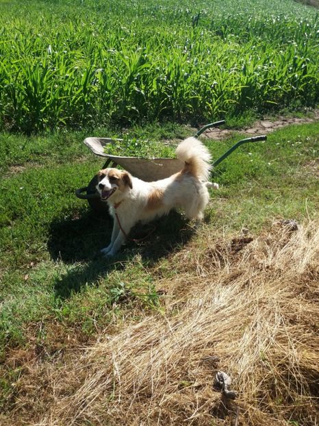  - RIP Athos