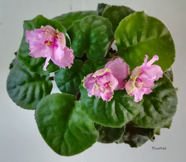 2019 - Potselyi Rusalki