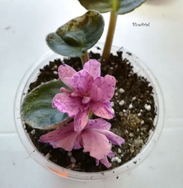 2019 - Buckeye Evermore Freckles