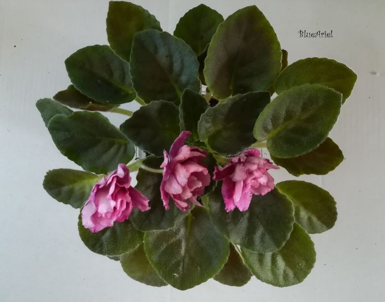 2019 - Moroznaia Vishnia - Frosty Cherry