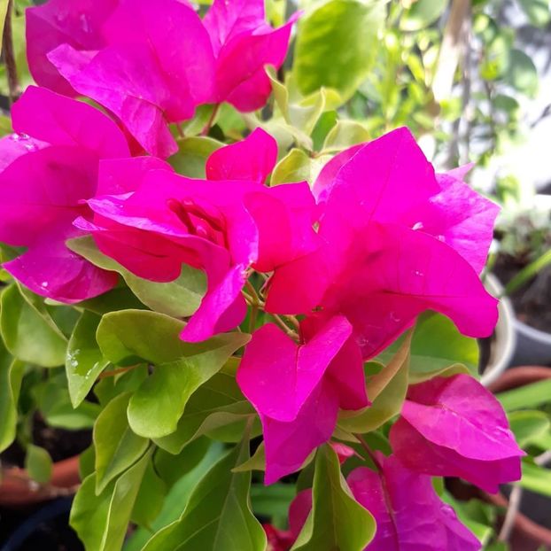  - Bougainvillea