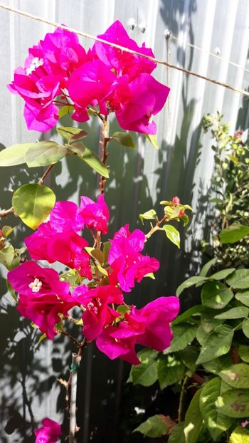  - Bougainvillea