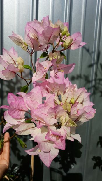  - Bougainvillea