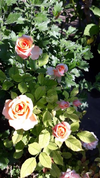  - Rose 2019