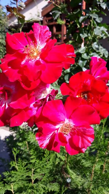  - Rose 2019