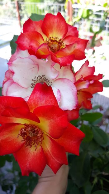  - Rose 2019