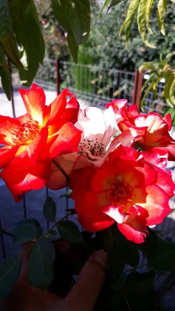  - Rose 2019