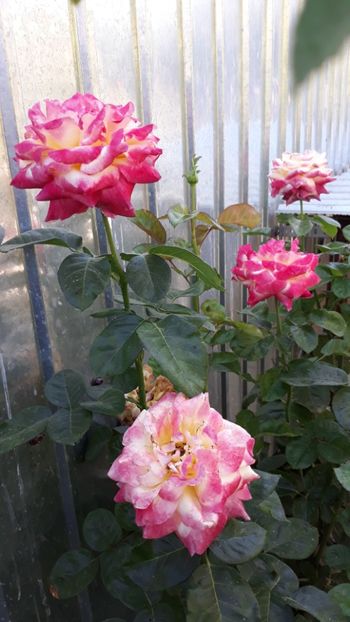 - Rose 2019