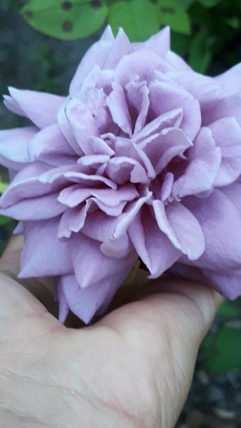  - Rose 2019