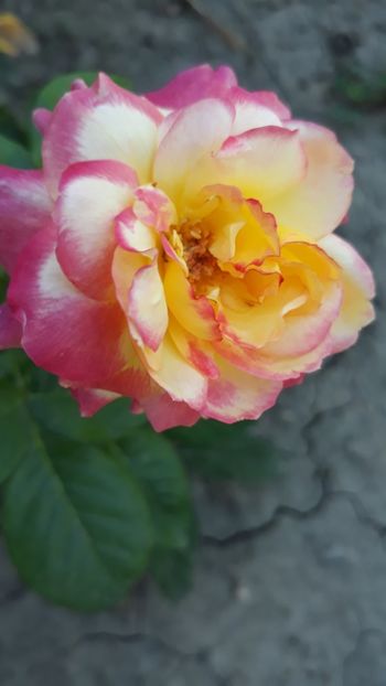  - Rose 2019