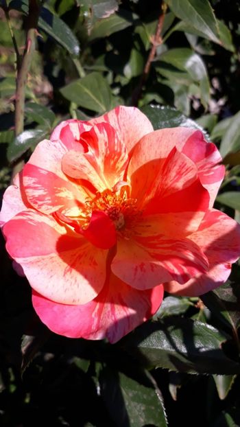  - Rose 2019
