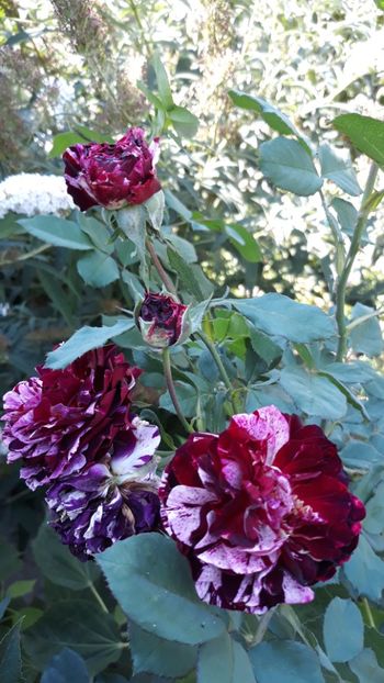  - Rose 2019