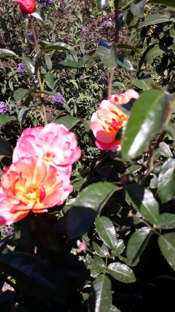  - Rose 2019
