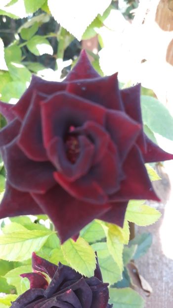  - Rose 2019
