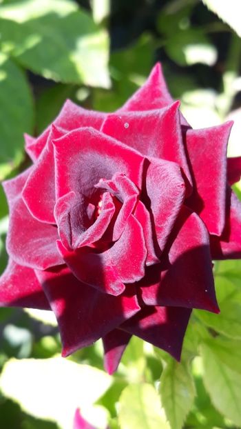  - Rose 2019
