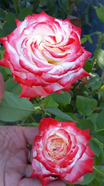  - Rose 2019