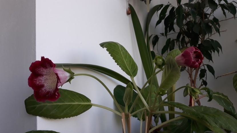  - gloxinii_2019