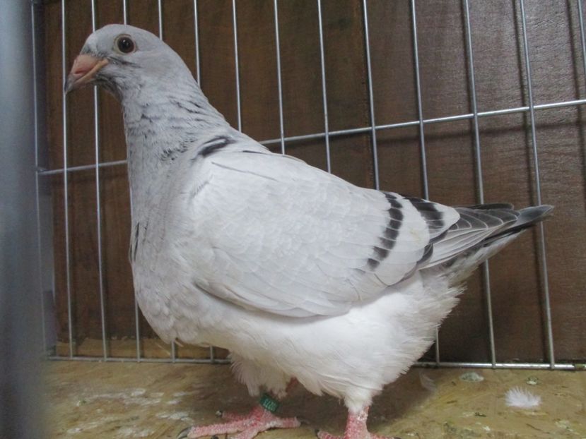 10273-19 - Tineret 2019