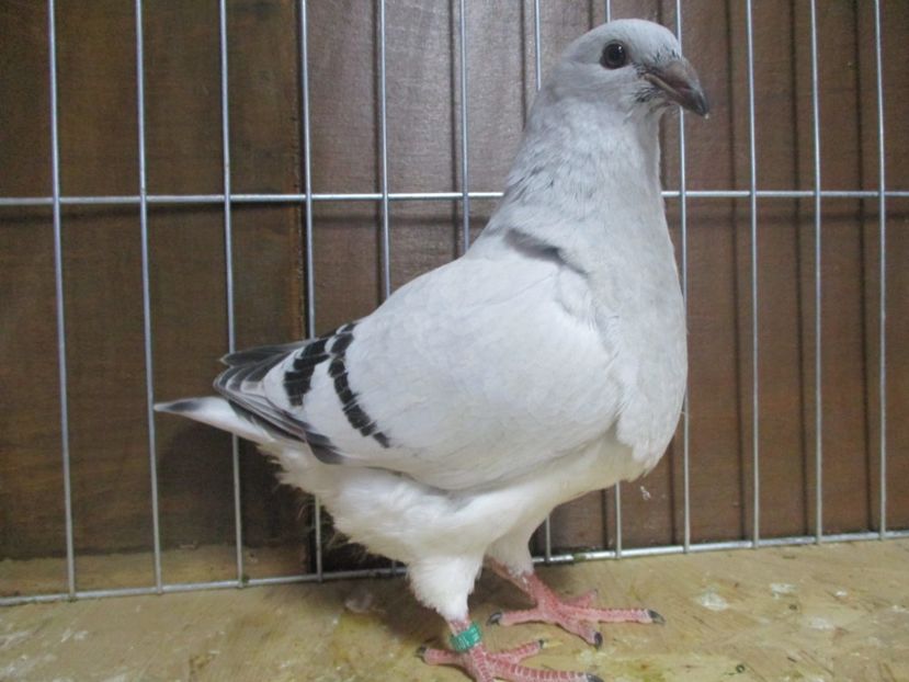 10183-19 - Tineret 2019