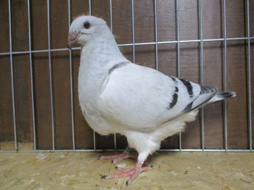 10184-19 - Tineret 2019