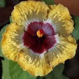 Shiva - BARRY SCHLUETER X SHIVA-uscat