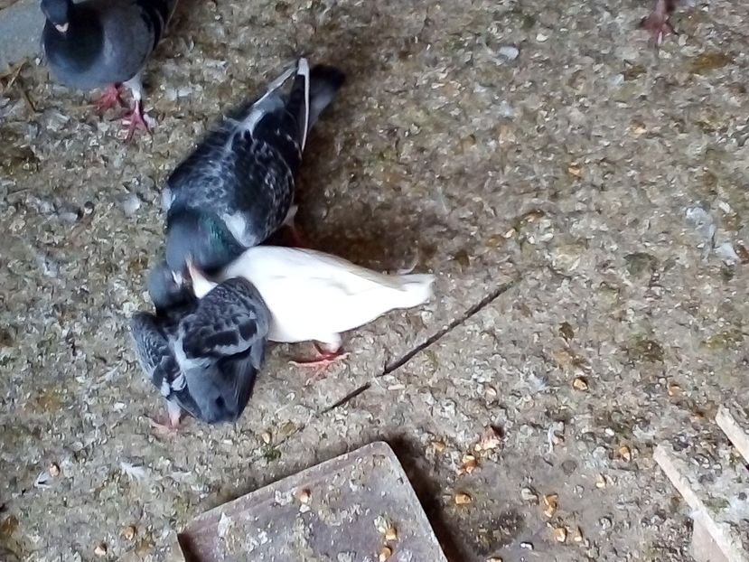  - Pui de porumbei voiajori 2019