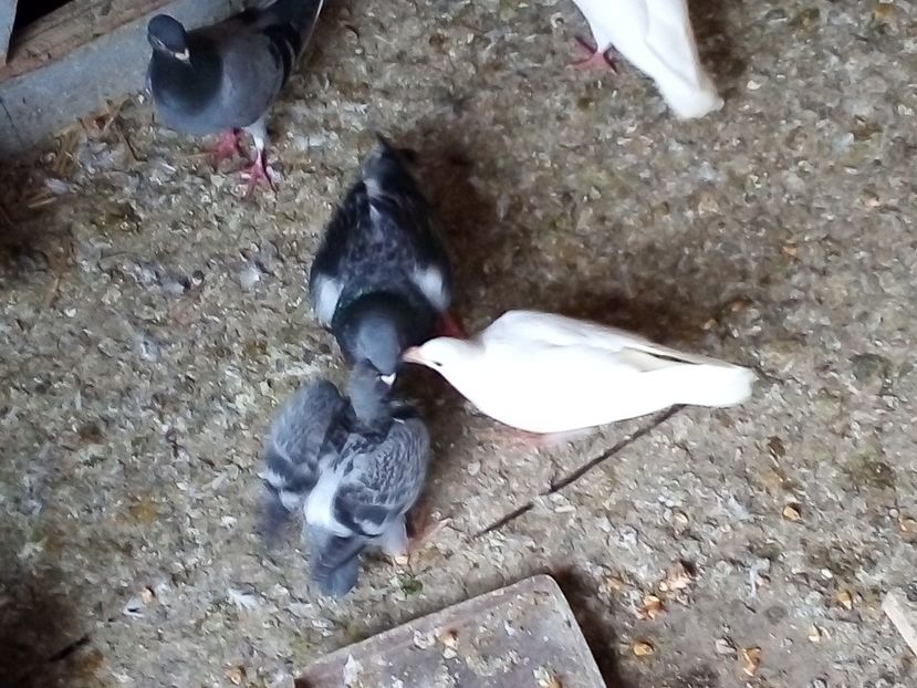  - Pui de porumbei voiajori 2019