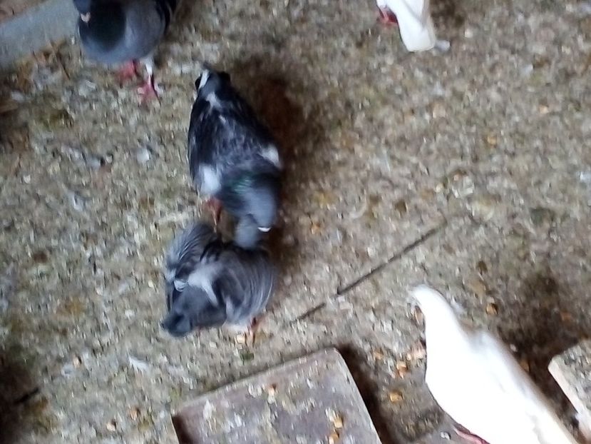  - Pui de porumbei voiajori 2019